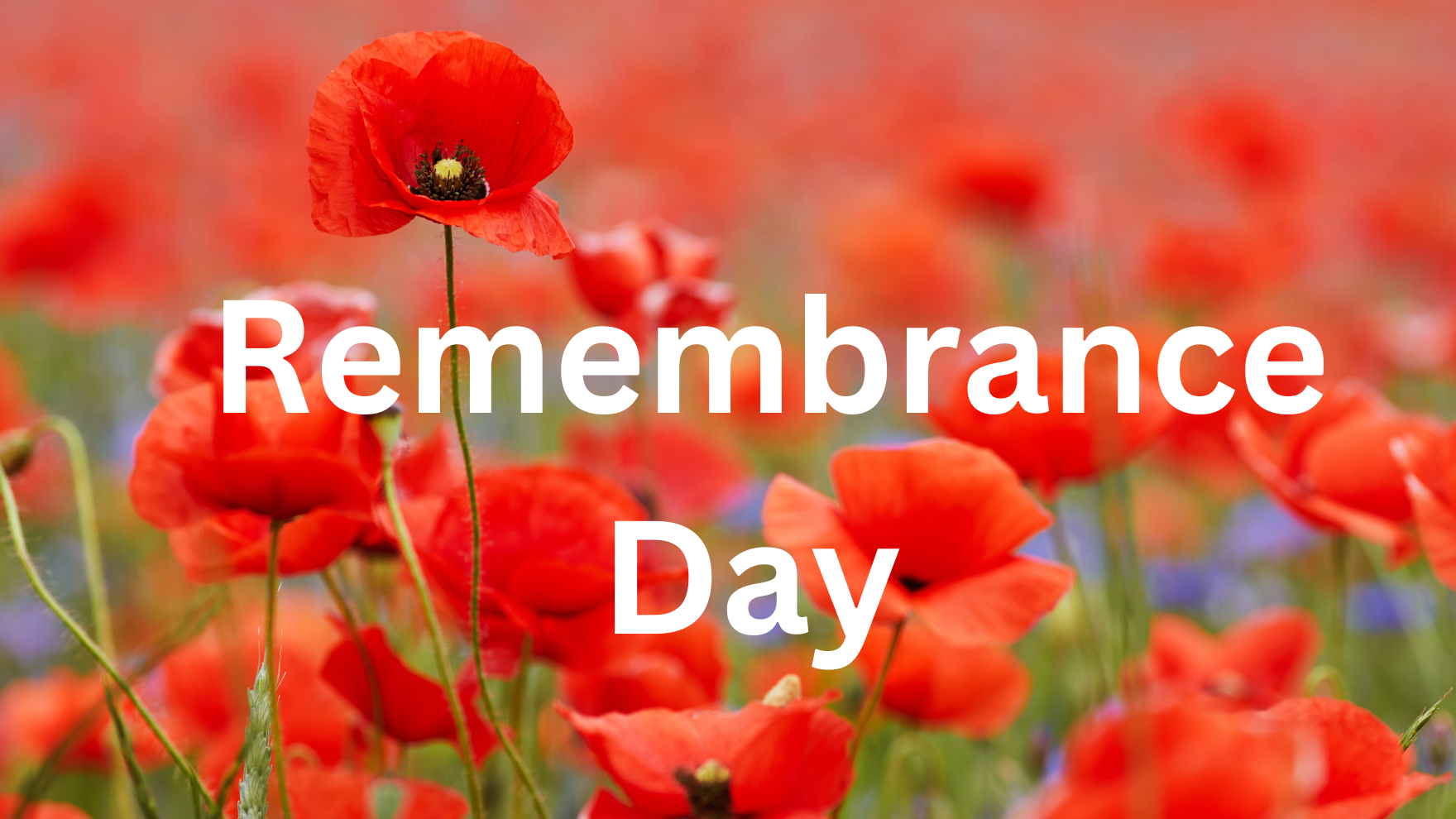 Remembrance Day 2023 and poppy color meaning UK Diaries
